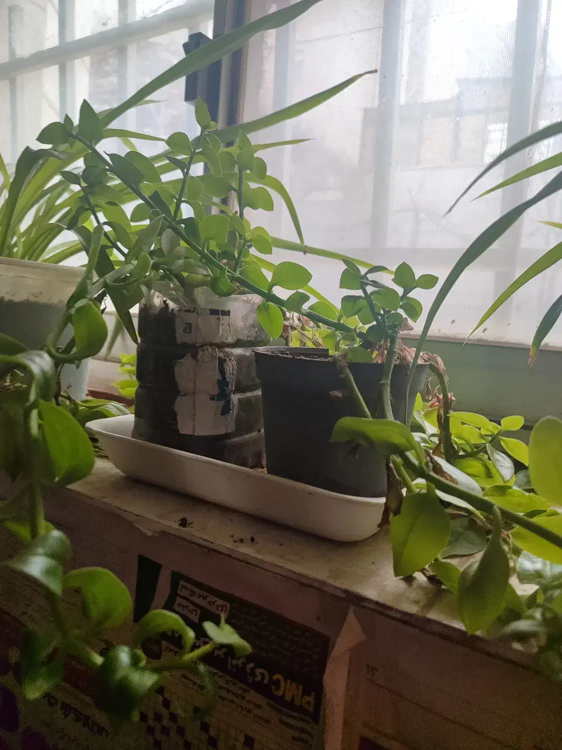 گل و گیاه|گل و گیاه طبیعی|قوچان, |دیوار