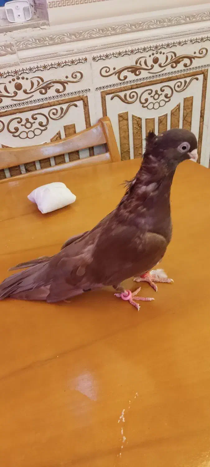 زاغ صرب|پرنده|امیدیه, |دیوار