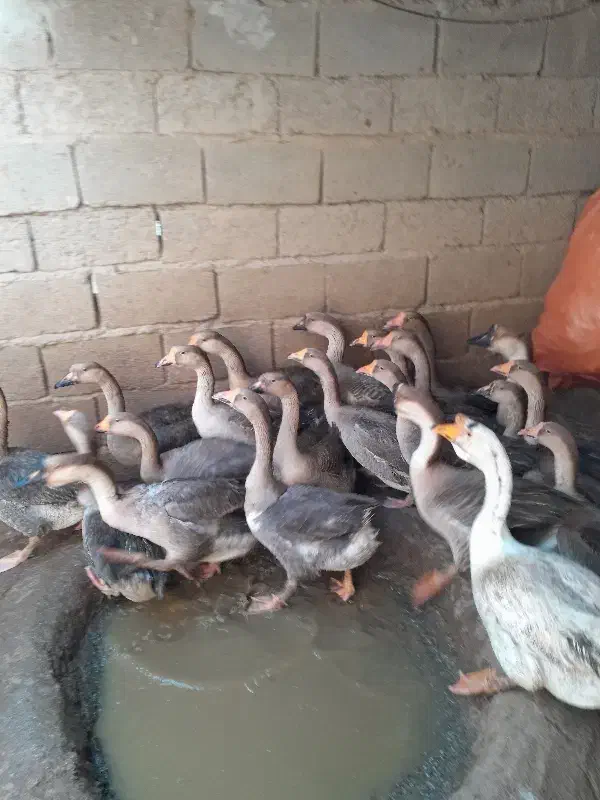 تخم قو غاز|حیوانات مزرعه|زابل, |دیوار