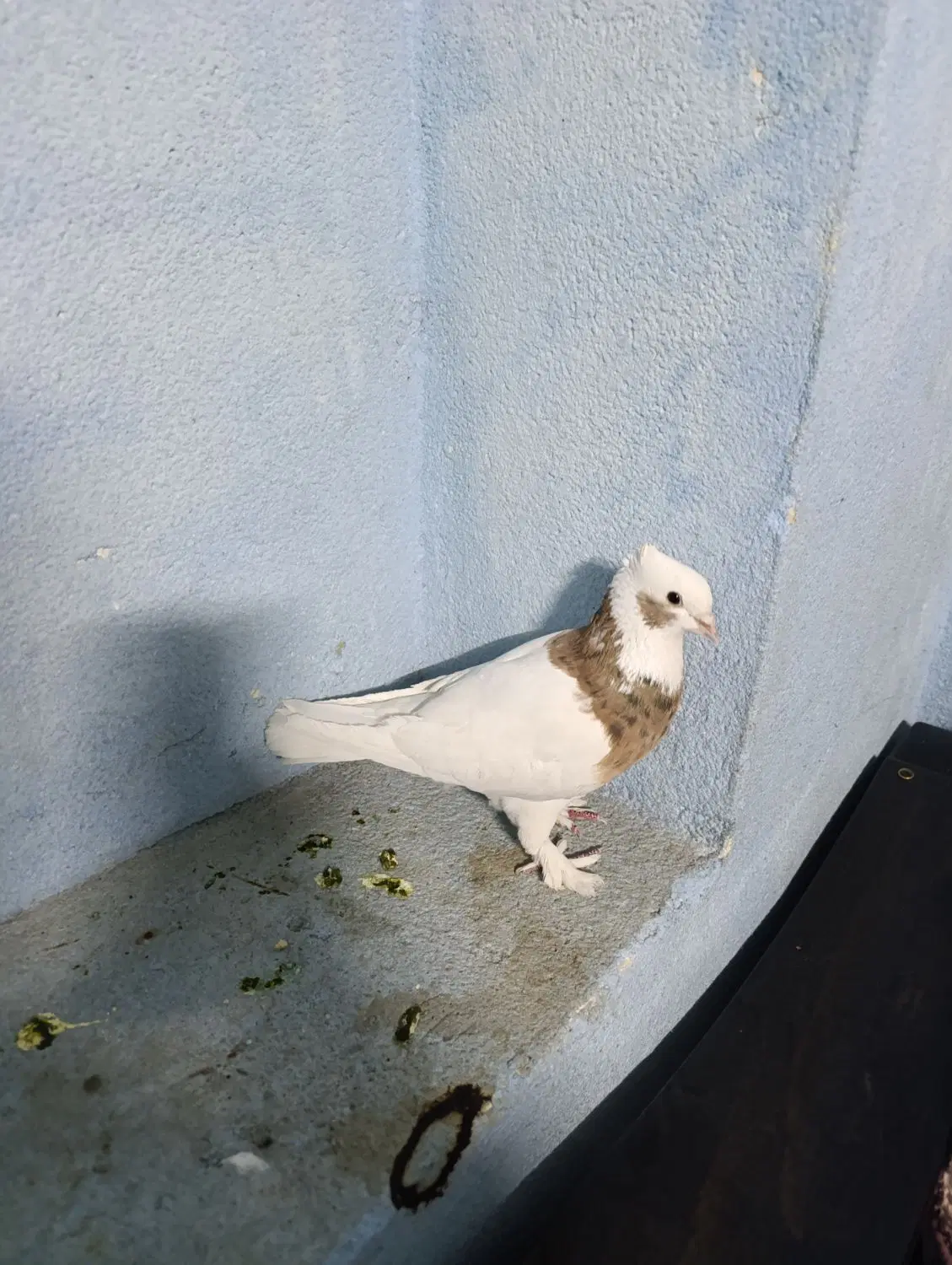 کبوتر|پرنده|شیراز, گلکوب|دیوار