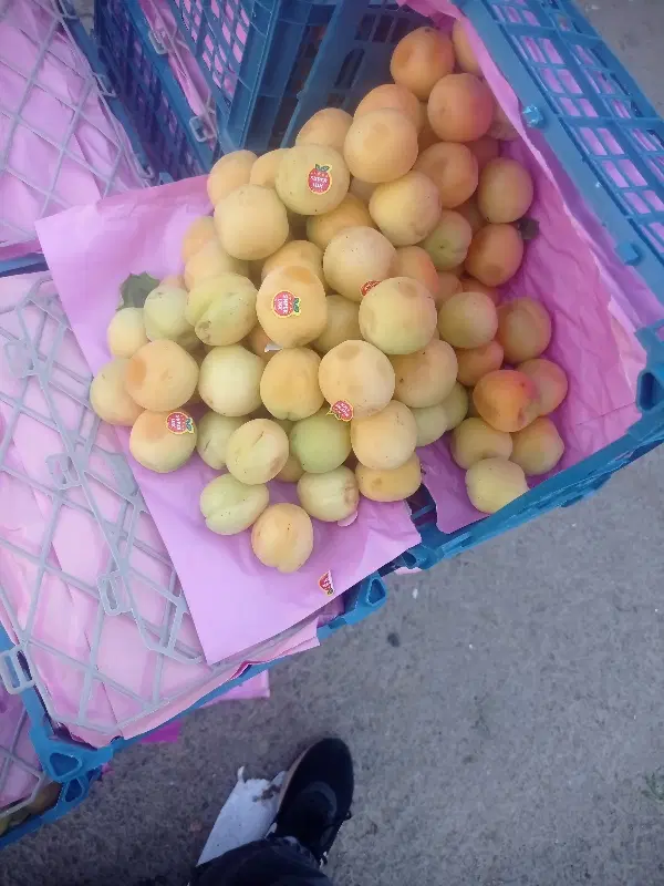 زردآلو|خوردنی و آشامیدنی|نیشابور, ابراهیمی|دیوار