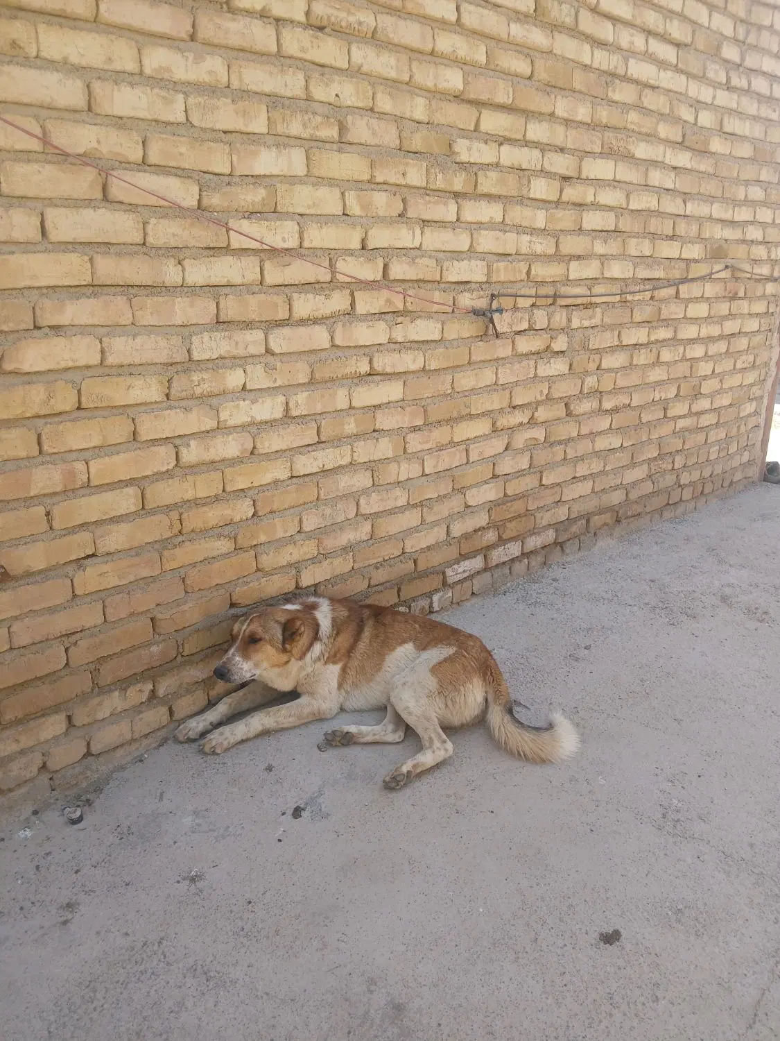 همدان|سگ|همدان, |دیوار