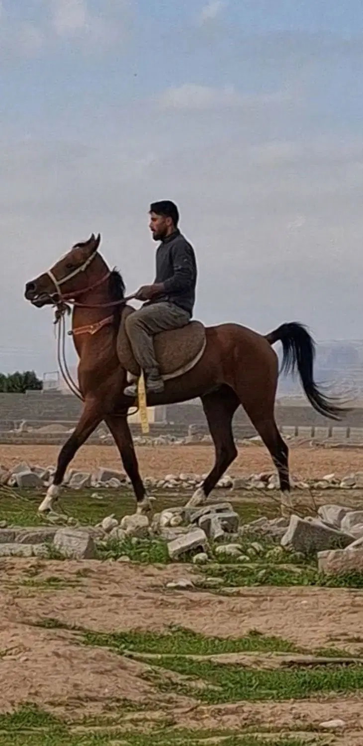 اسب حداد|اسب و تجهیزات اسبسواری|خرمآباد, |دیوار
