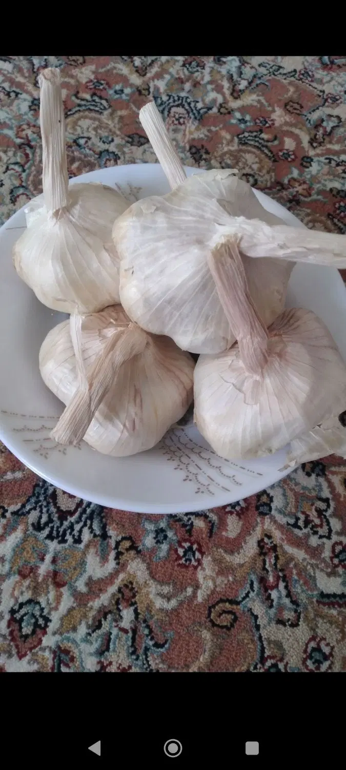 سیر|خوردنی و آشامیدنی|سنقر, |دیوار
