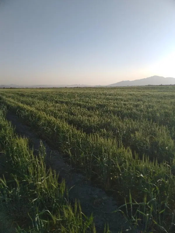 گندم فروشی|خوردنی و آشامیدنی|کربال, |دیوار