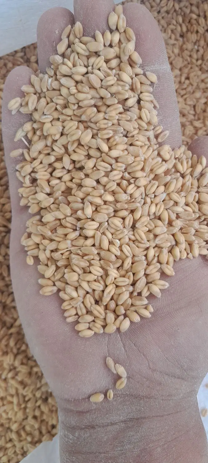 گندم|خوردنی و آشامیدنی|نیشابور, گنبد سبز|دیوار