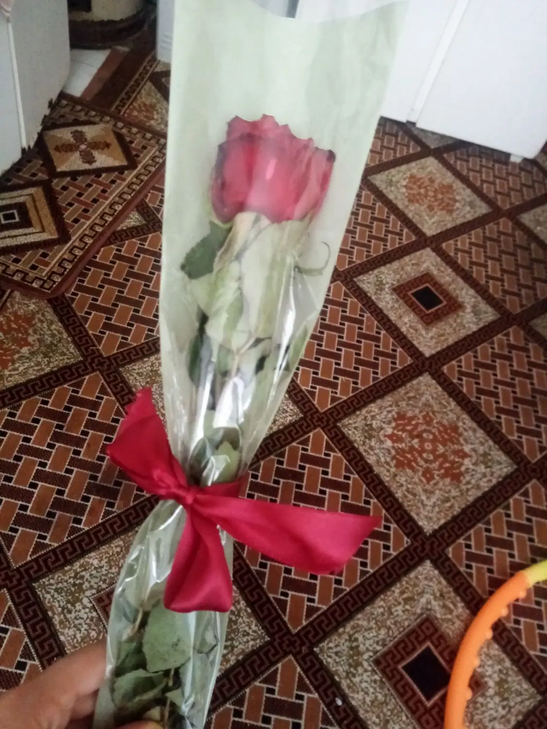 گل طبیعی|گل و گیاه طبیعی|مشهد, شهید هاشمی نژاد|دیوار