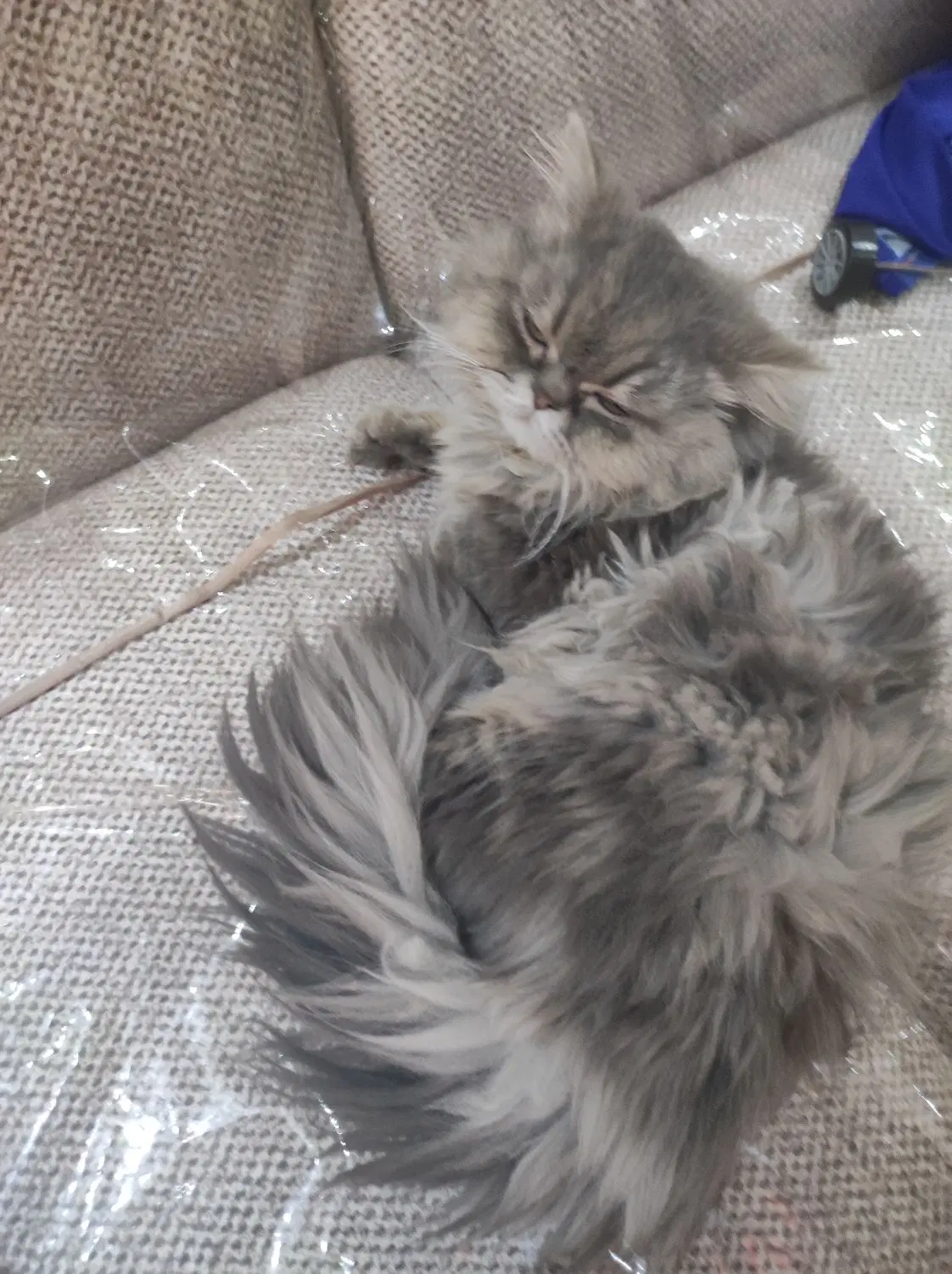 گربه|گربه|تهران, مینای شمالی (مخبر)|دیوار