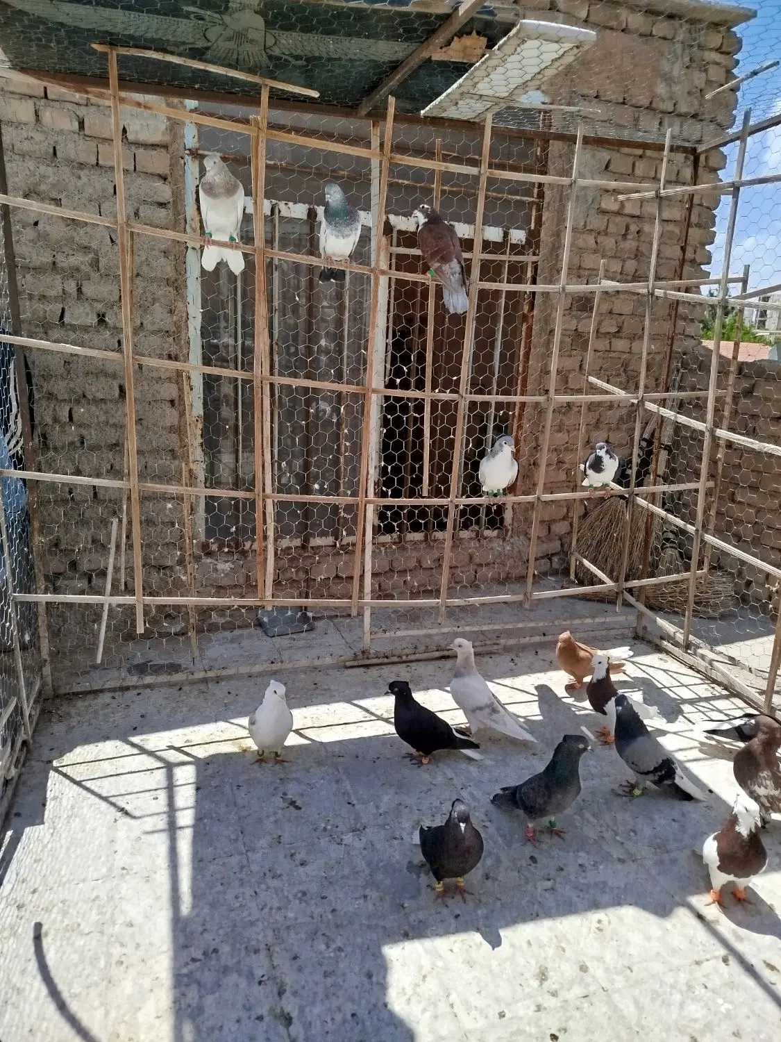 کبوتر|پرنده|سبزوار, شرق کال میانی|دیوار