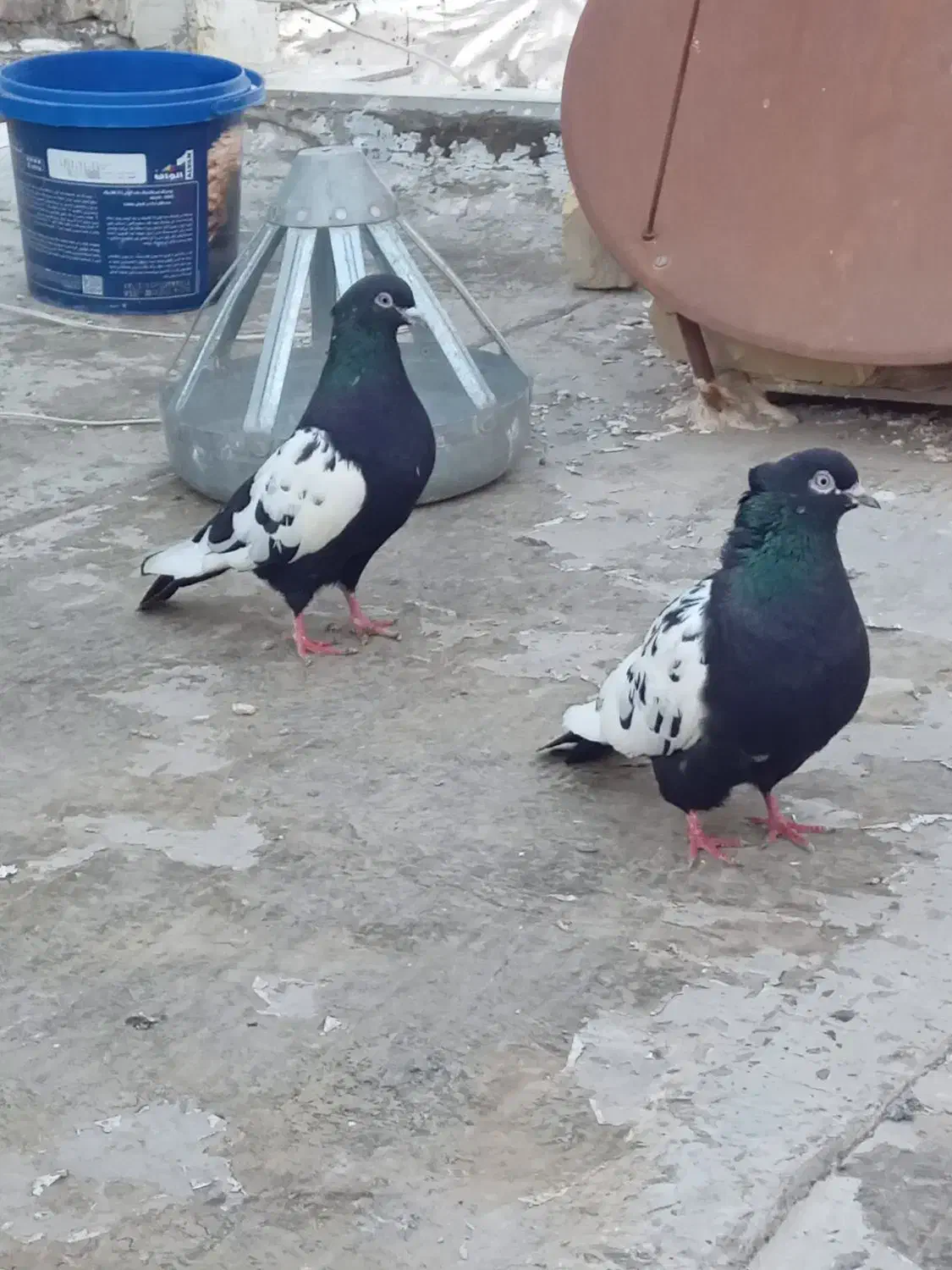 کفتر|پرنده|چناران, |دیوار