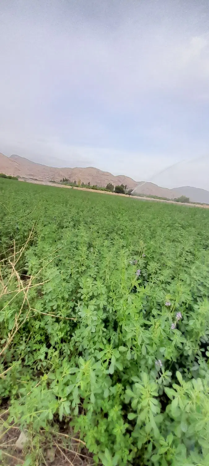 یونجه|خدمات باغبانی و درختکاری|دوگنبدان, |دیوار