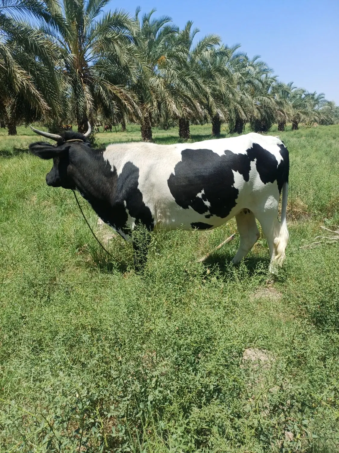 گاو|حیوانات مزرعه|جلگه چاه هاشم, |دیوار