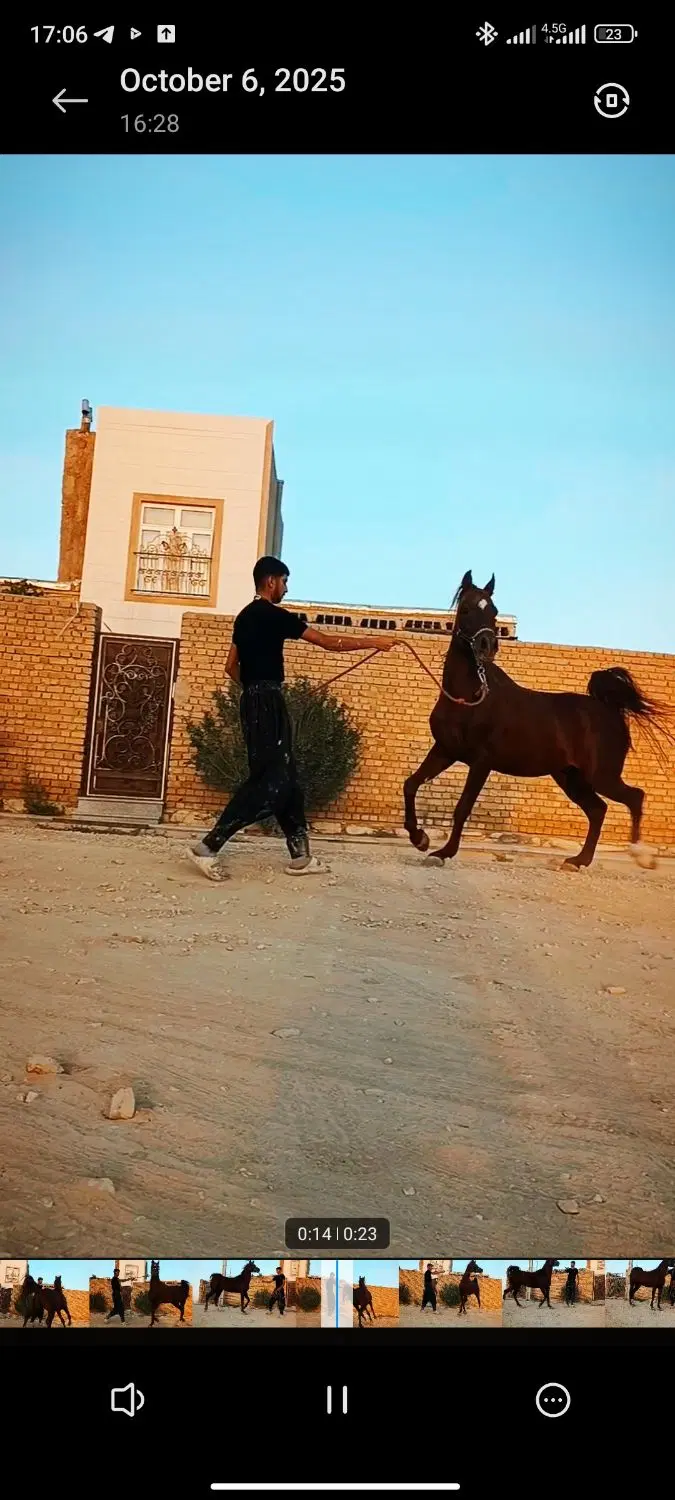 اسب|اسب و تجهیزات اسب‌سواری|کبودرآهنگ, |دیوار