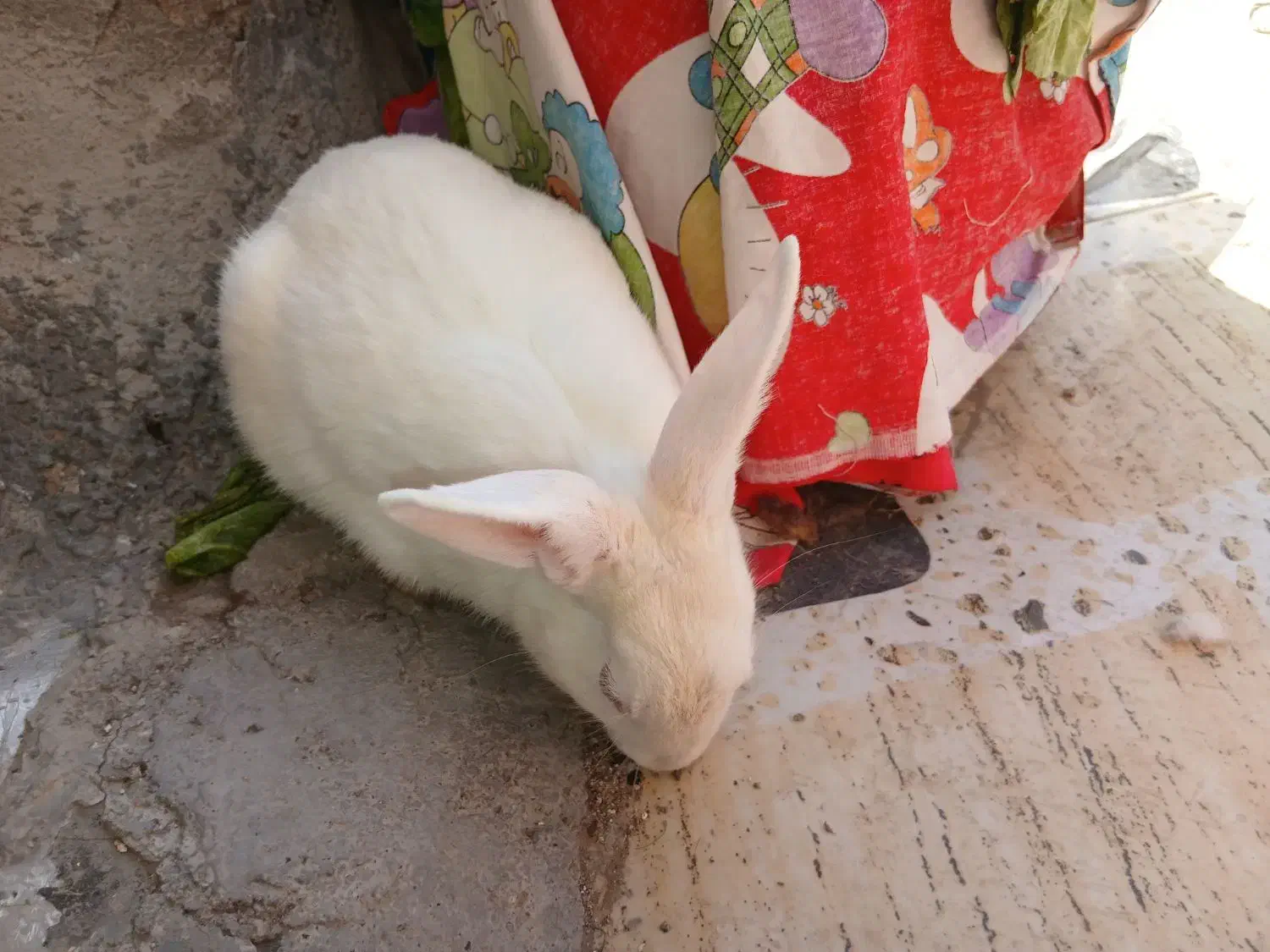 خرگوش|موش و خرگوش|قم, ولیعصر|دیوار