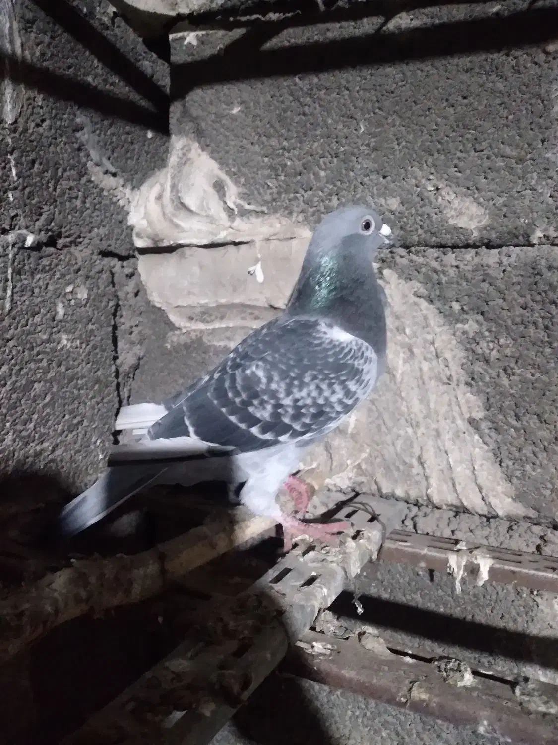 کفتر|پرنده|شوشتر, |دیوار