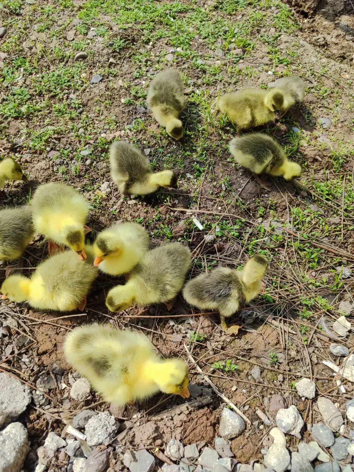 جوجه غاز|لوازم جانبی حیوانات|رشت, توشیبا|دیوار