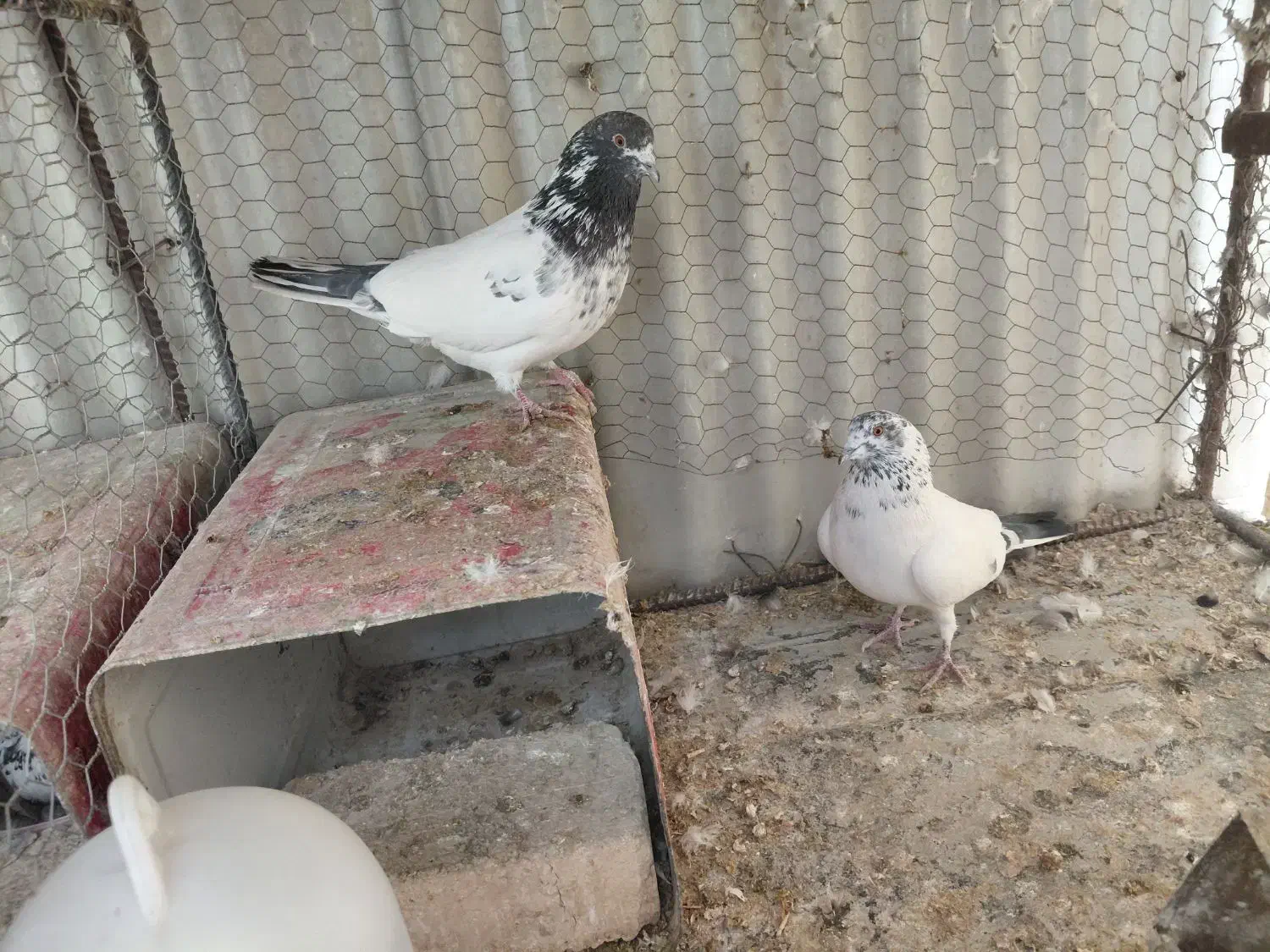 کفتر|حیوانات|برخوار, |دیوار