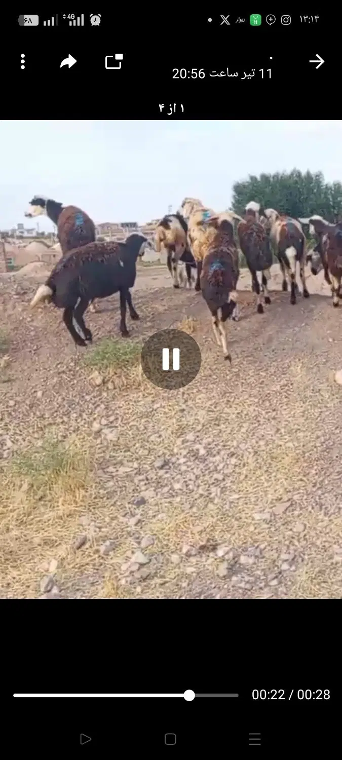 بره|حیوانات مزرعه|تربت جام, جلگه موسی آباد|دیوار