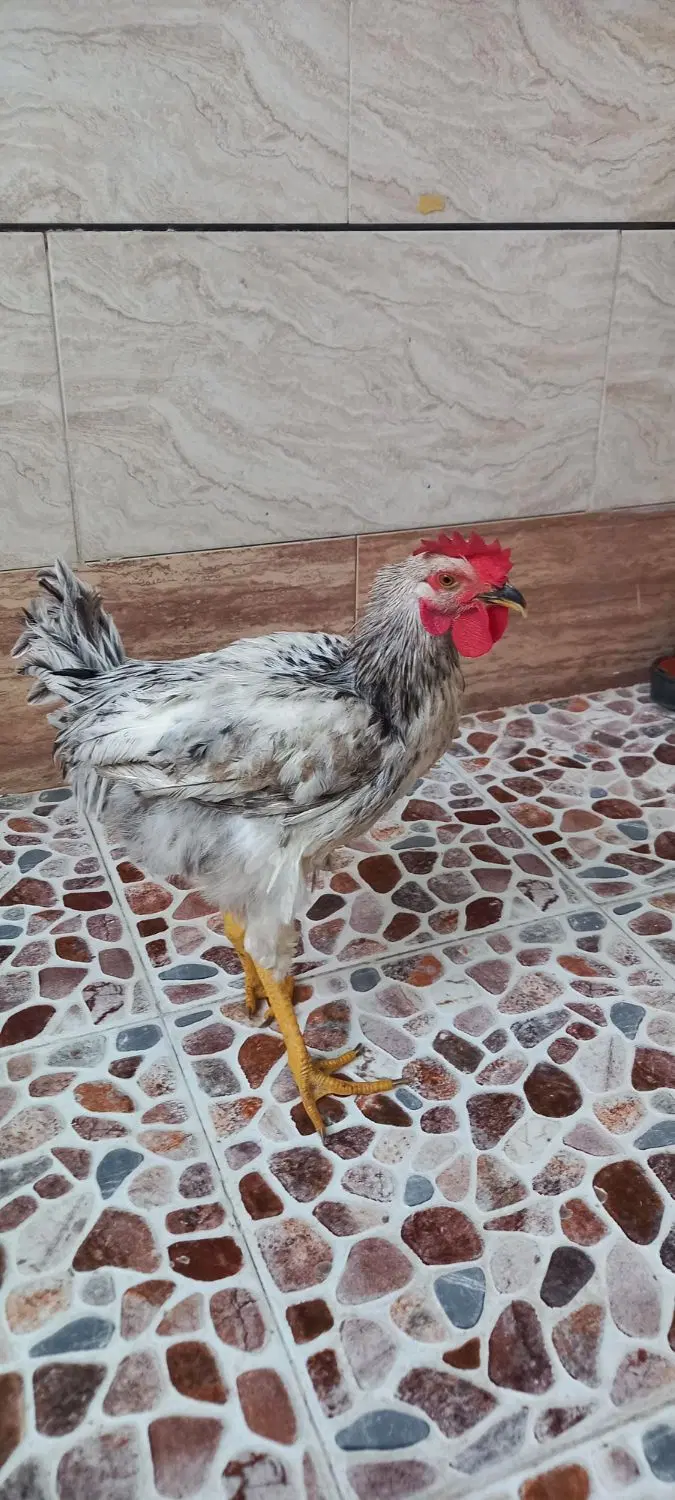خروس|حیوانات مزرعه|خرمشهر, |دیوار