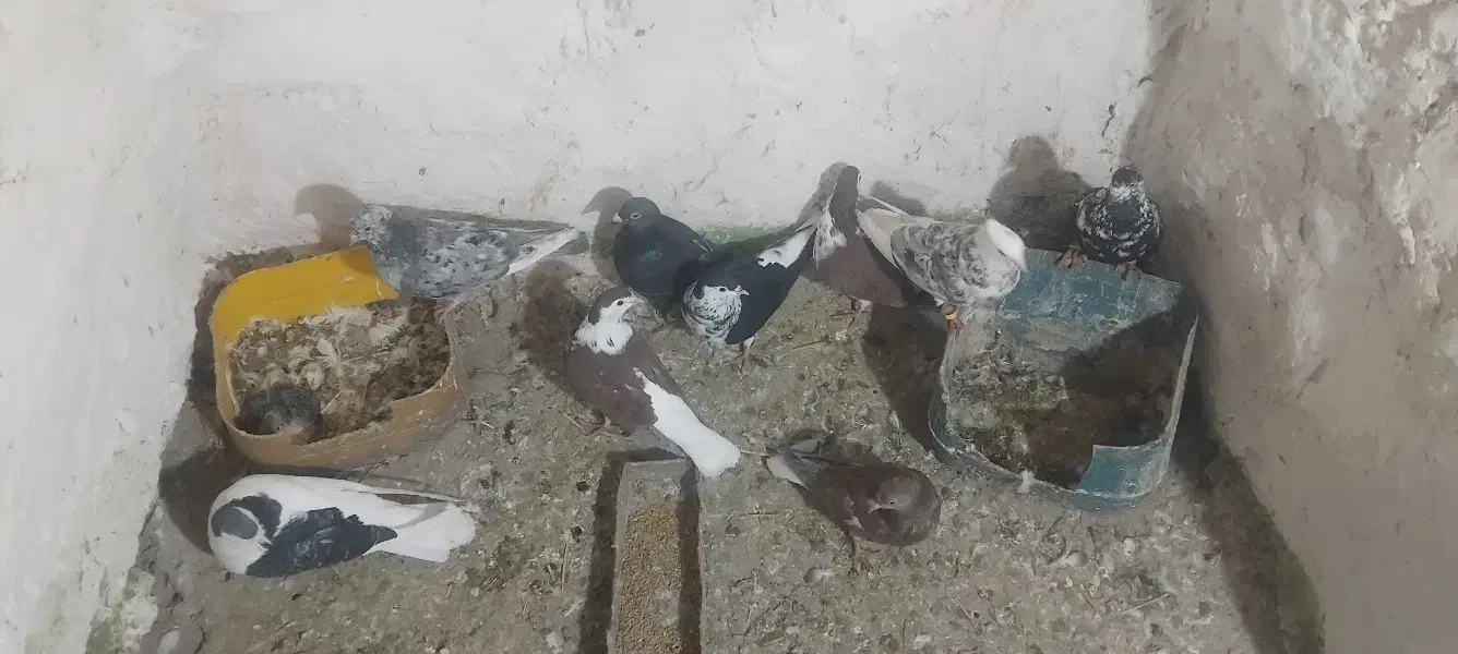 کفتر|پرنده|جلگه رخ, |دیوار