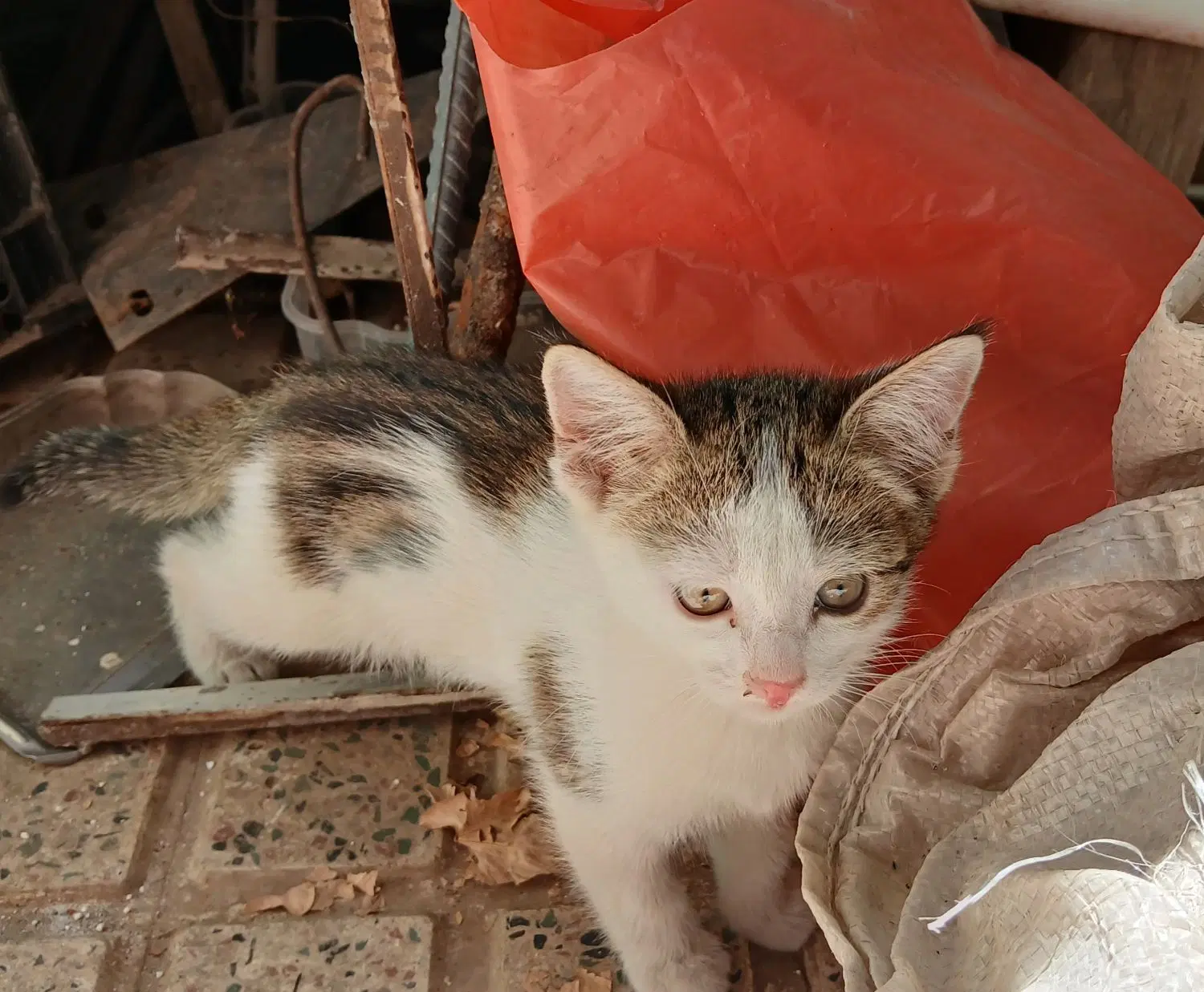 گربه|گربه|زنجان, |دیوار