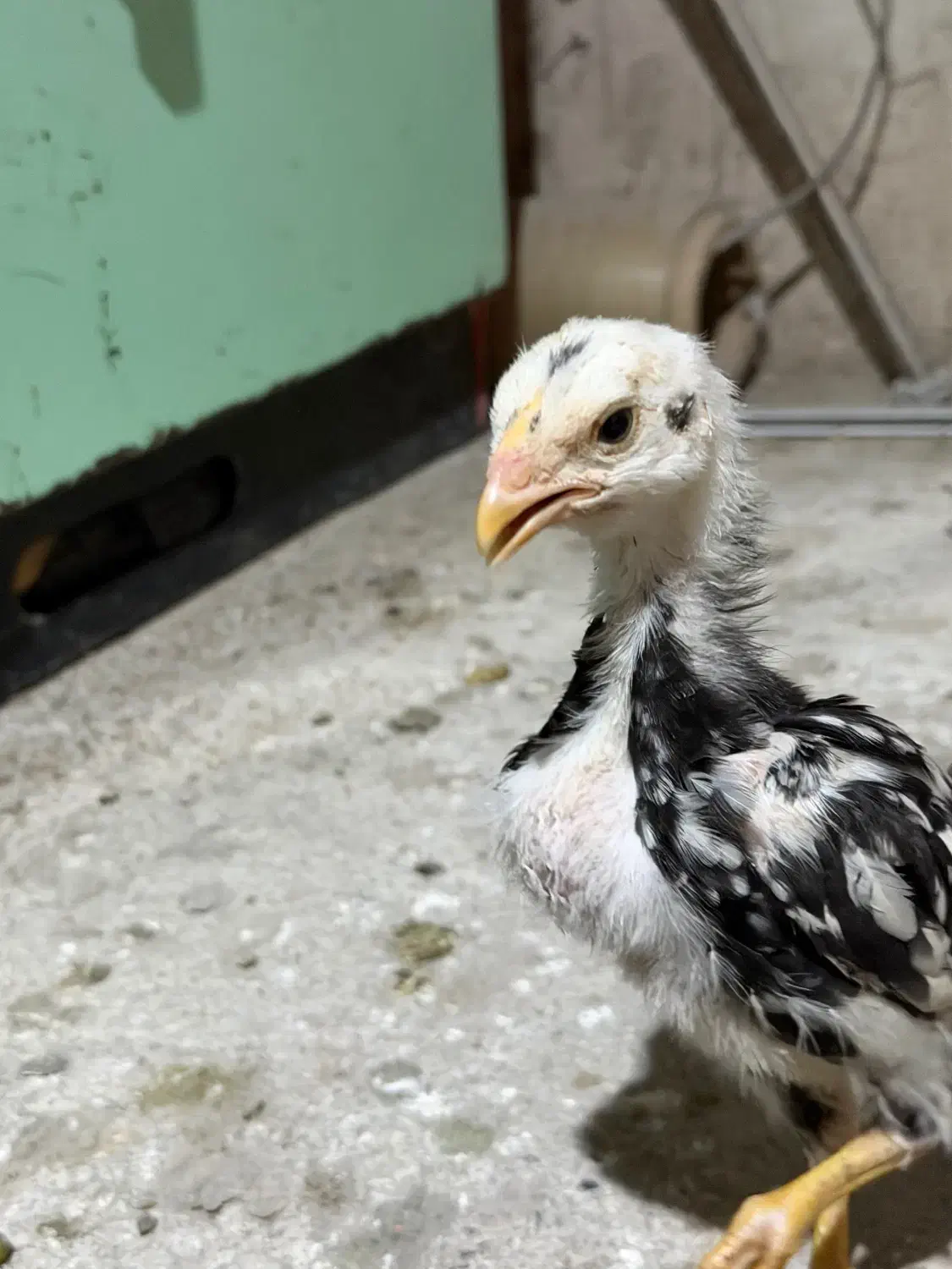 جوجه لاری|حیوانات مزرعه|تهران, شهر زیبا|دیوار