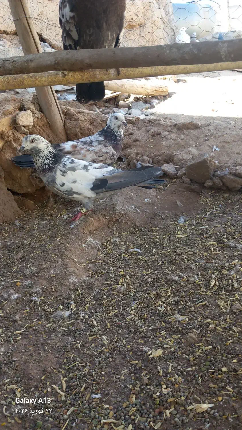 کفتر|پرنده|بزینه رود, |دیوار