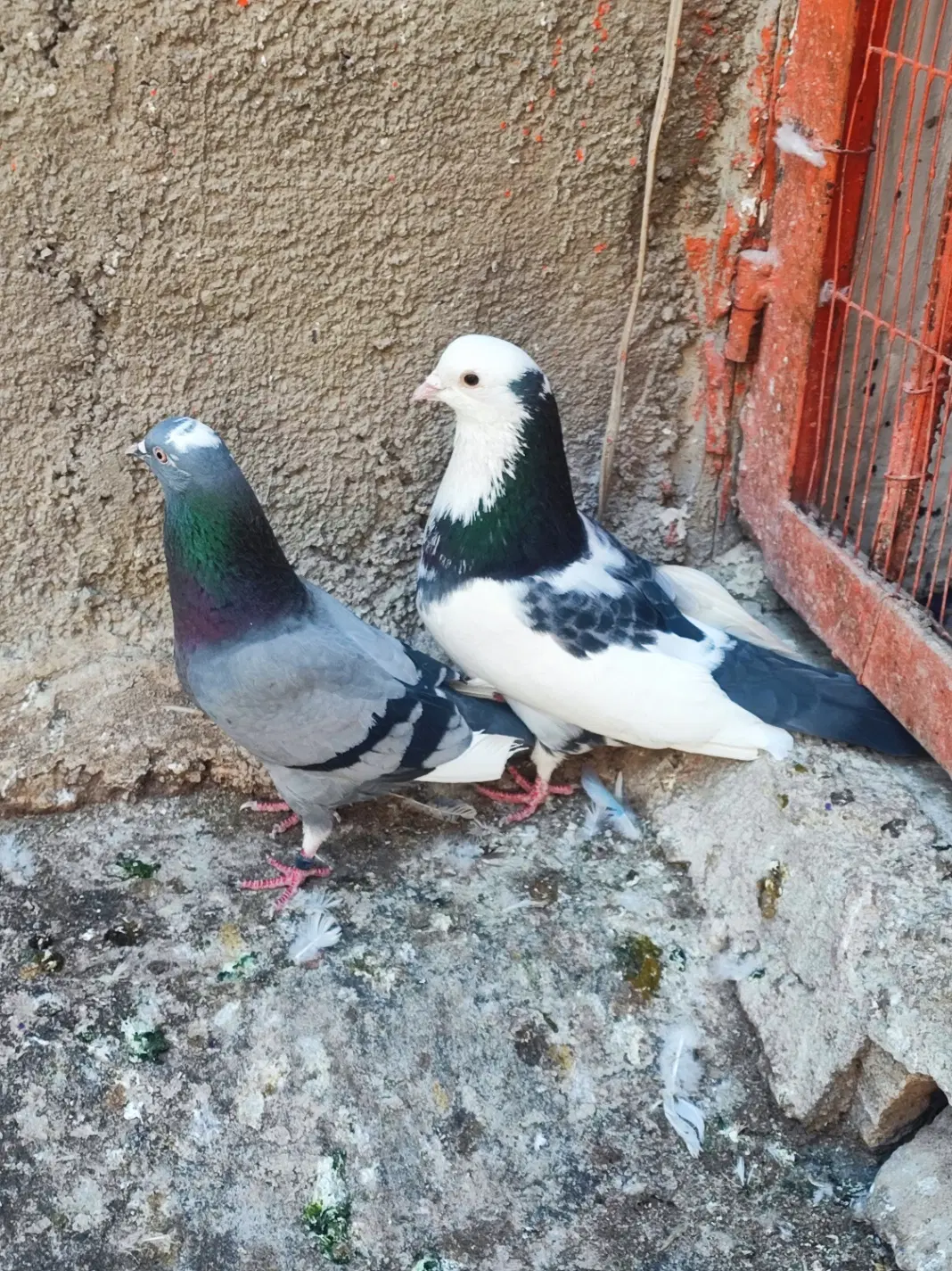 کفتر|پرنده|ملارد, |دیوار