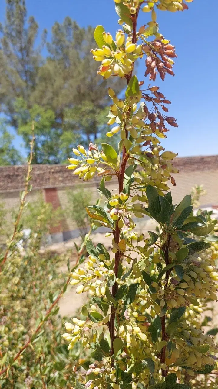 تصویر 6