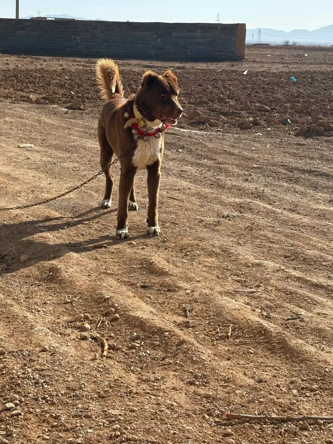 سگ ادمی|سگ|مبارکه, |دیوار