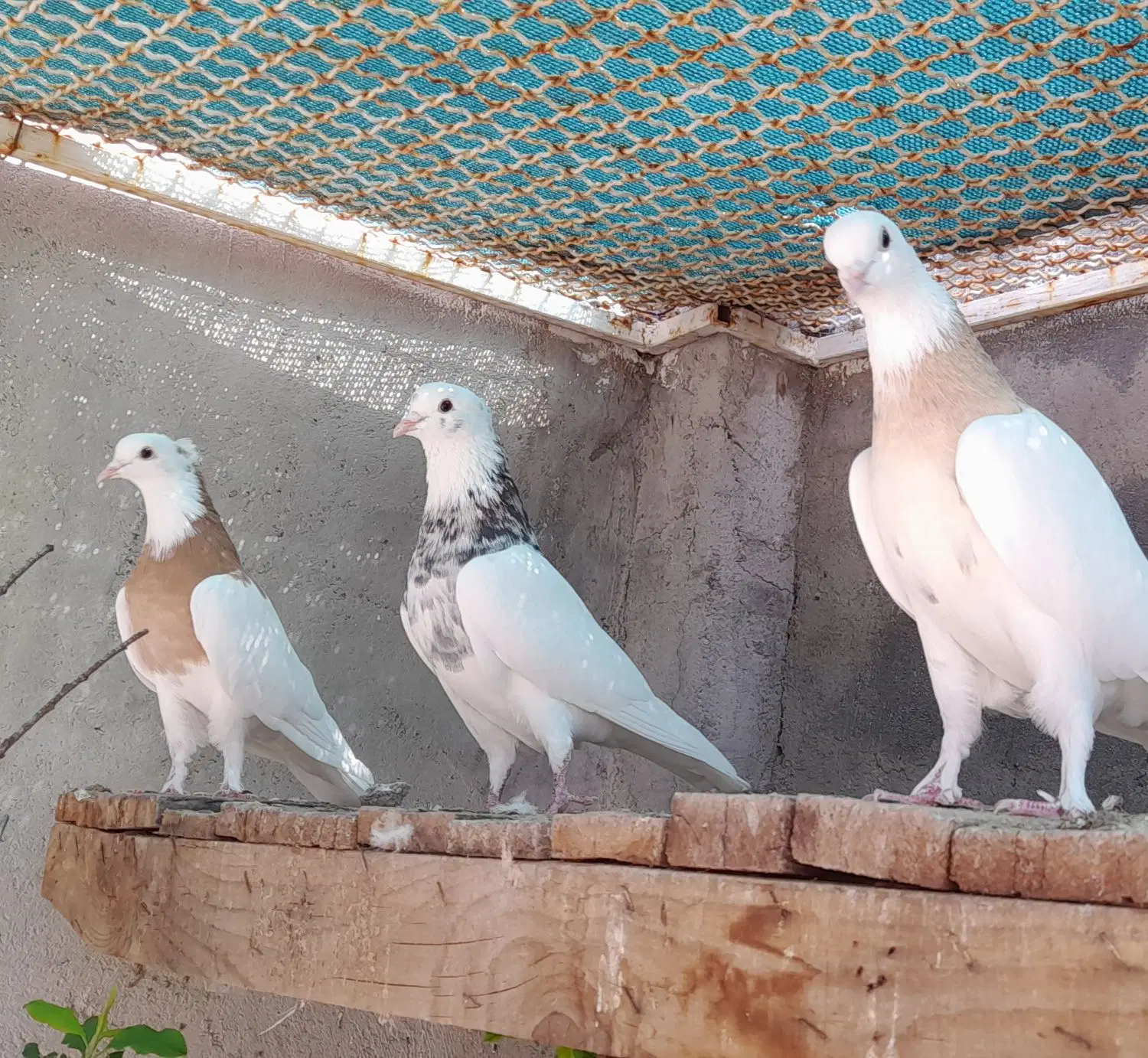 طوقی|پرنده|شیراز, وحدت|دیوار