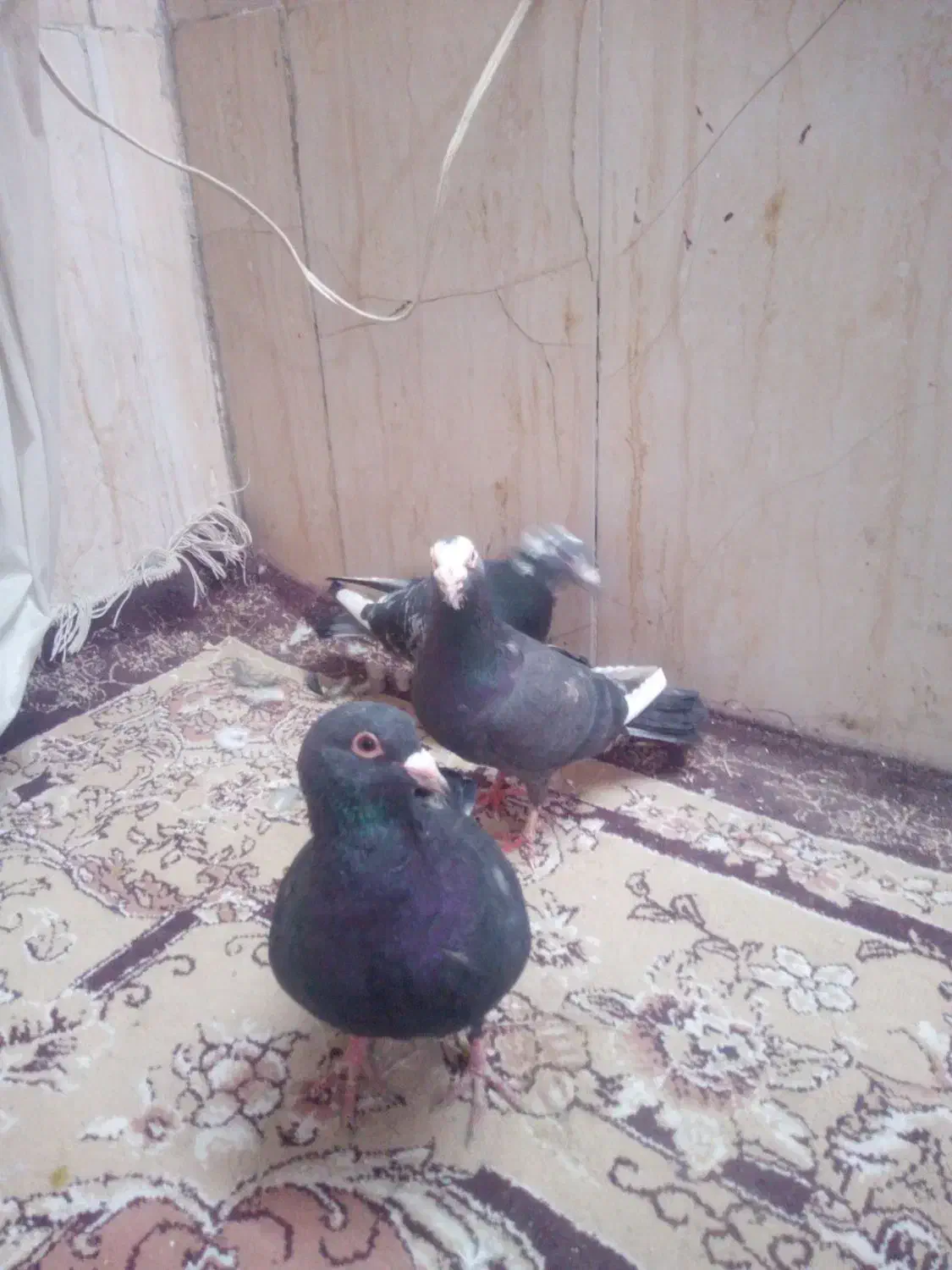 میزتلفن....|میز تلویزیون|مشهد, نیزه|دیوار