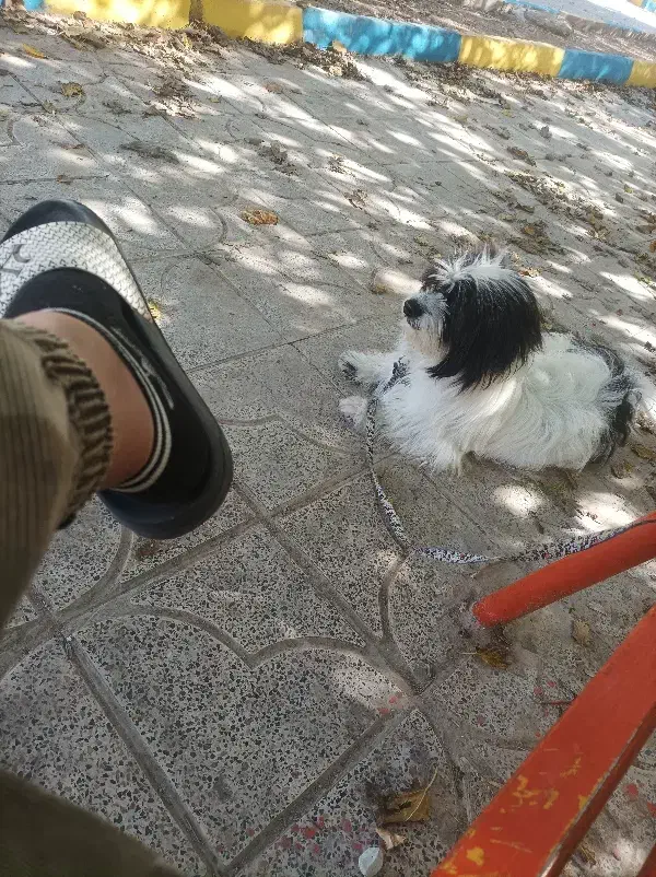 سگ گمشده|حیوانات|گیلان غرب, |دیوار