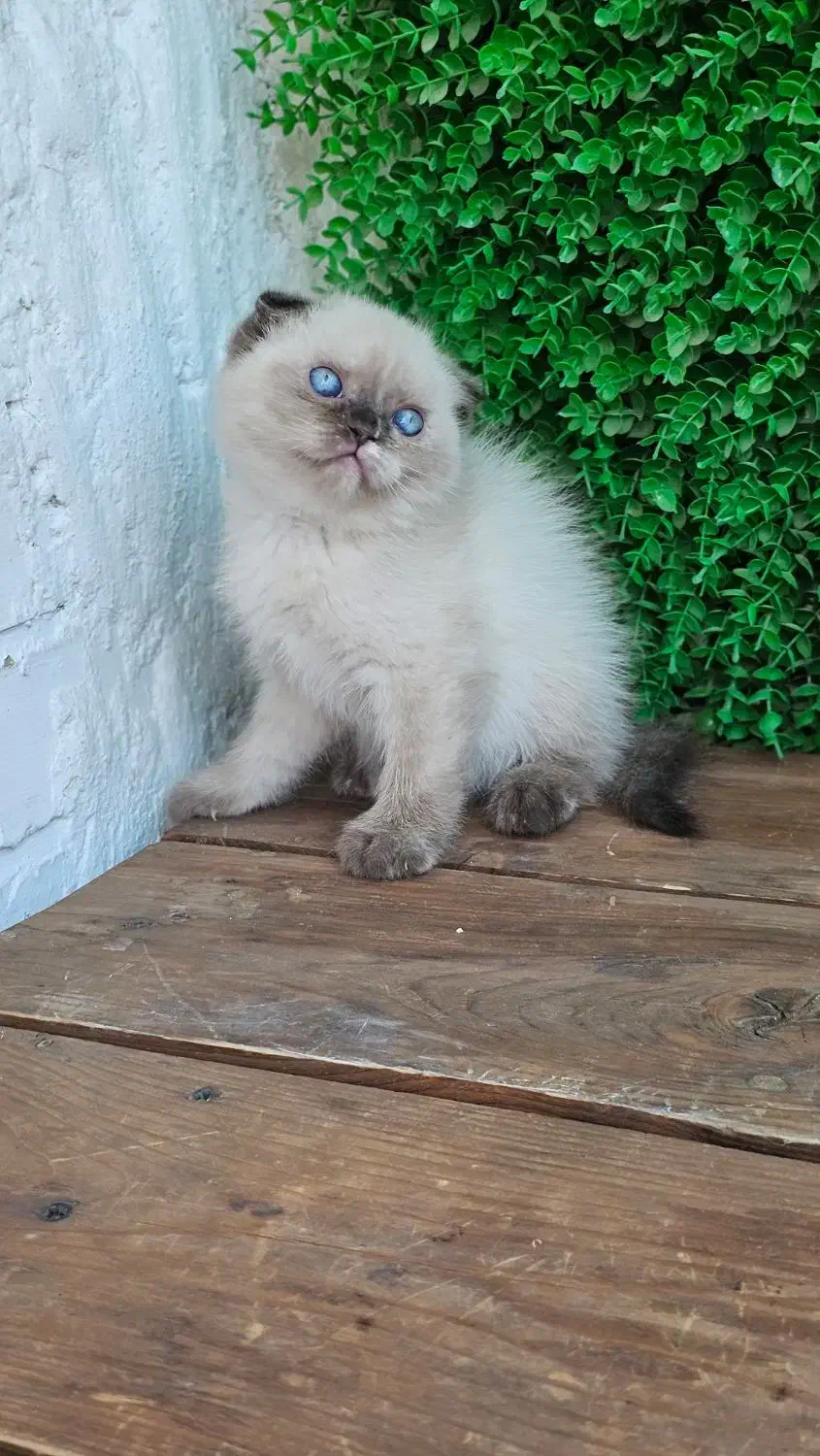 اسکاتیش سفید|گربه|بابل, |دیوار