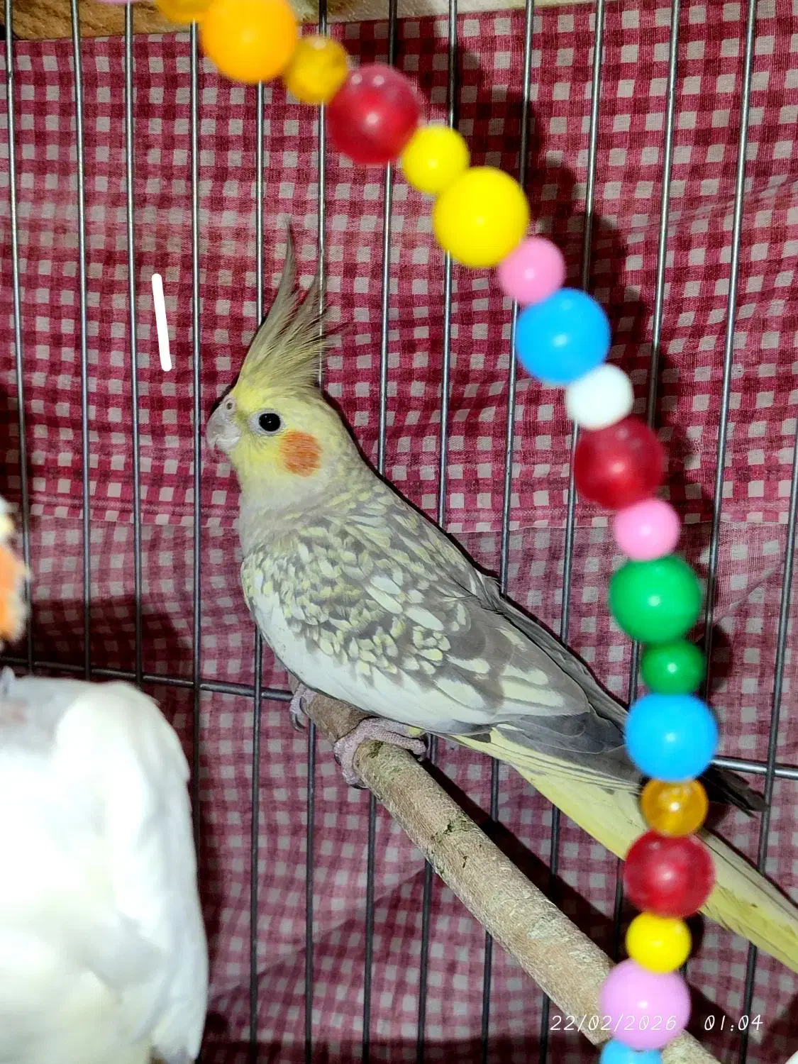 عروس ماده دستی بالغ آماده جفتگیری|پرنده|مشهد, ابوذر|دیوار