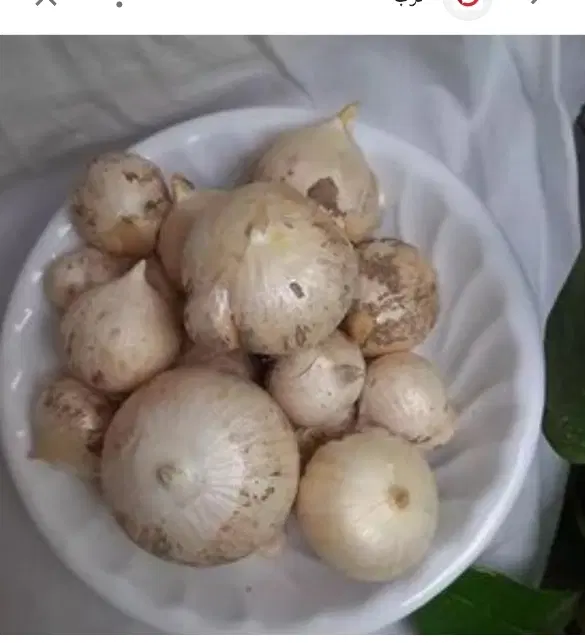 موسیر کوهی|گل و گیاه طبیعی|خمینی‌شهر, |دیوار