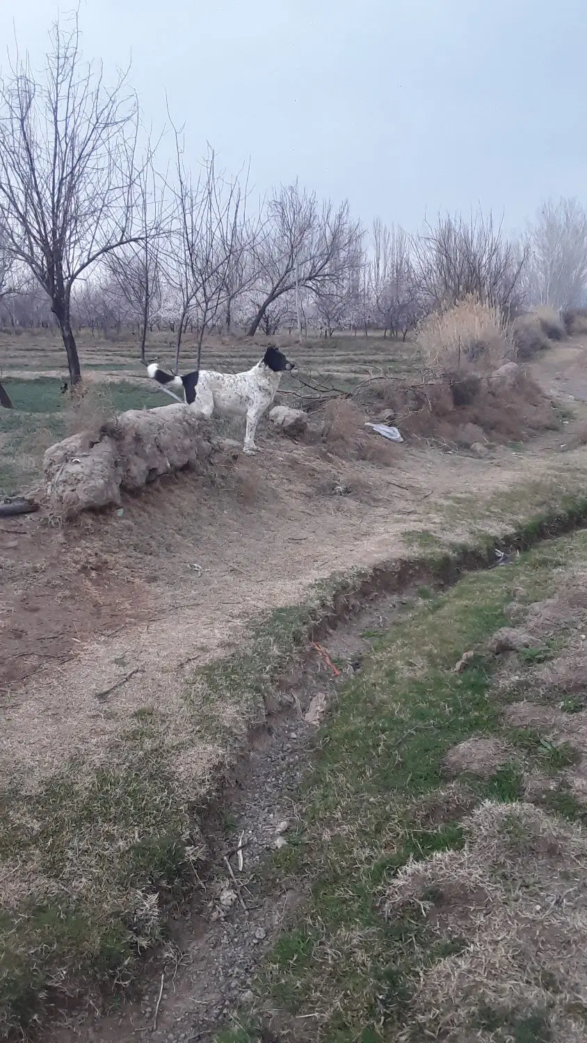 سگ گله|سگ|کشکسرای, |دیوار