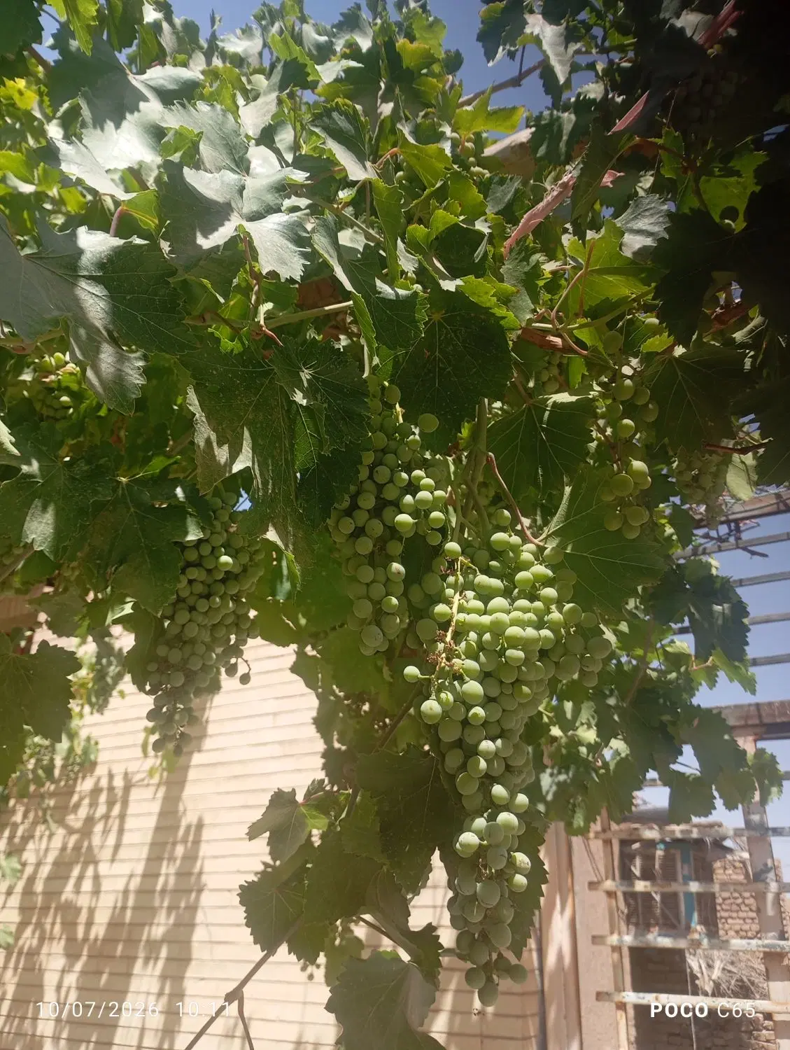 غوره|خدمات باغبانی و درختکاری|رفسنجان, |دیوار