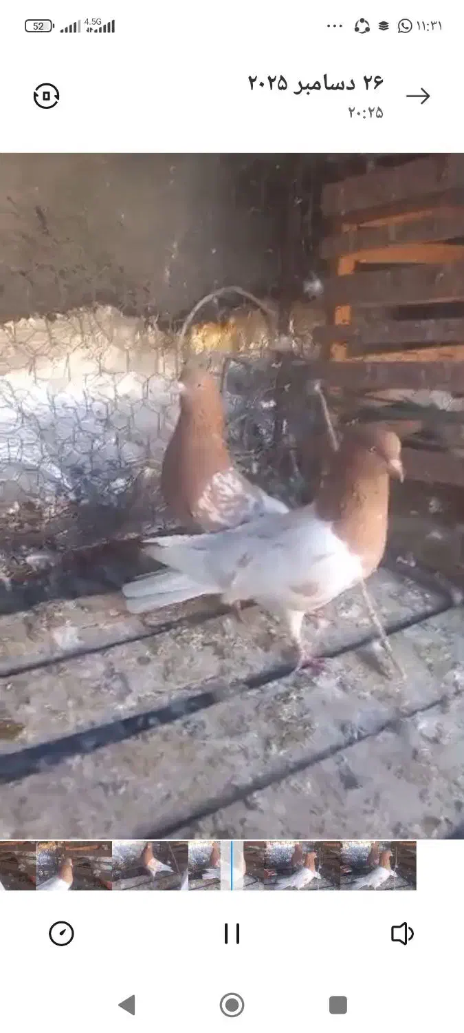 بهبونی|پرنده|شیراز, شهرک مهدی‌آباد|دیوار