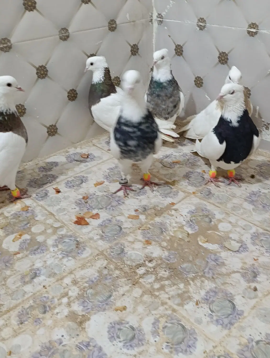 طوقی|پرنده|کوهرنگ, |دیوار