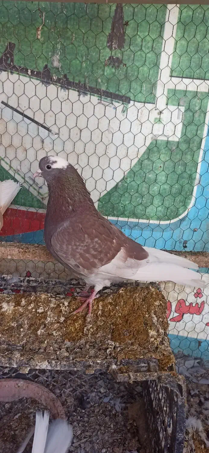 شازده|پرنده|مبارکه, |دیوار