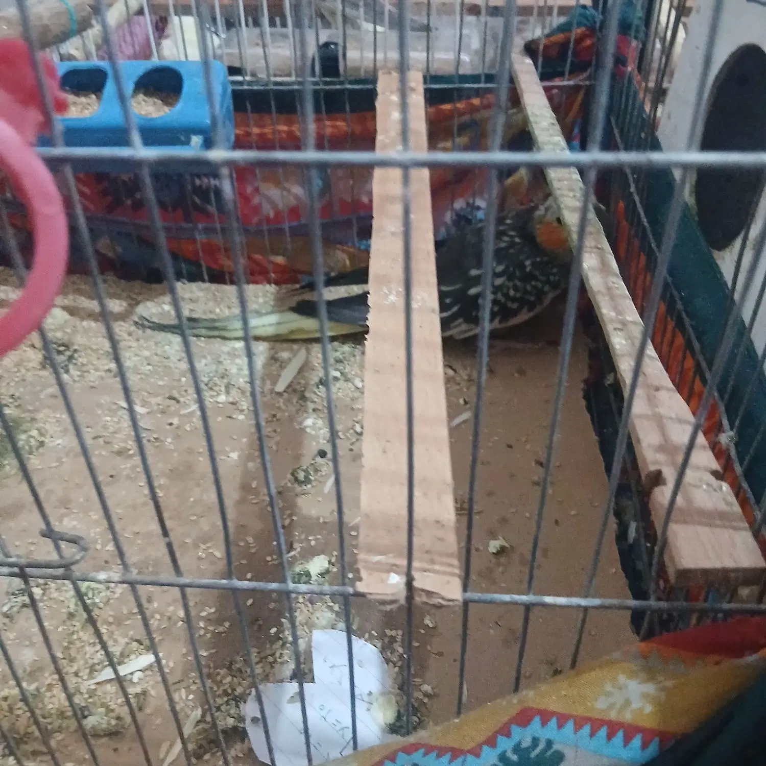 ۱۰۰۰۰۰|پرنده|دستگردان, |دیوار