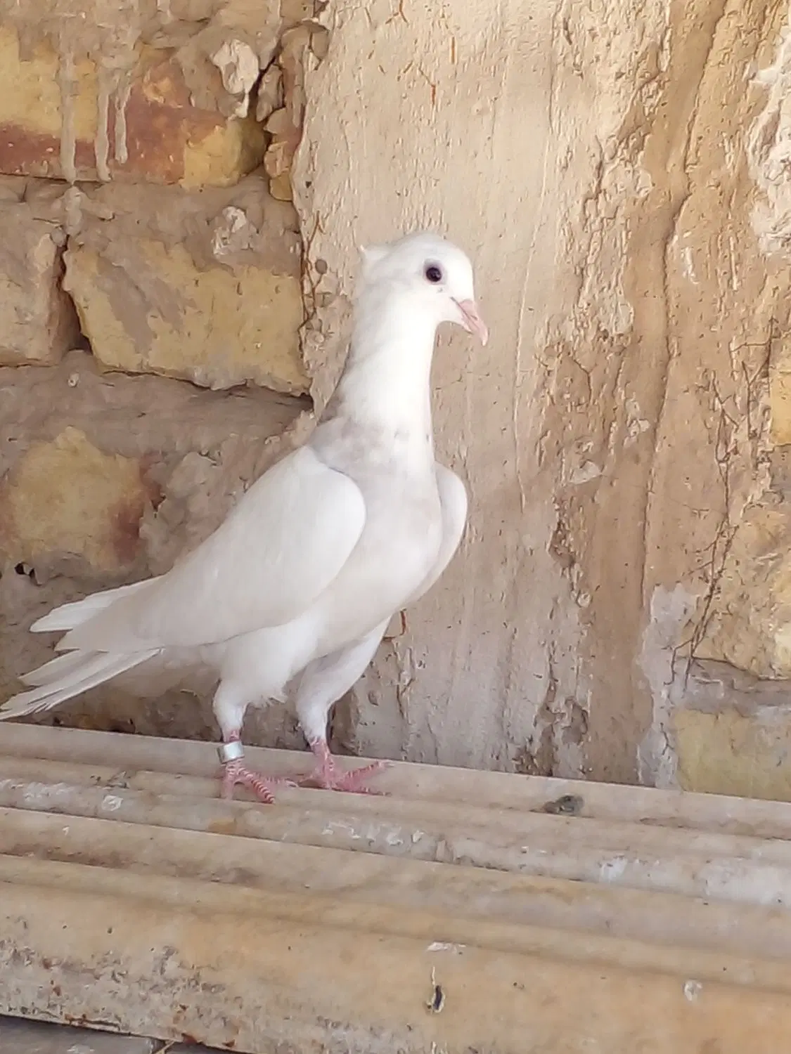 طوقی|پرنده|قم, سراجه (۱۵ خرداد)|دیوار