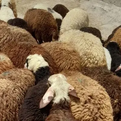 بره|حیوانات مزرعه|سوری, |دیوار
