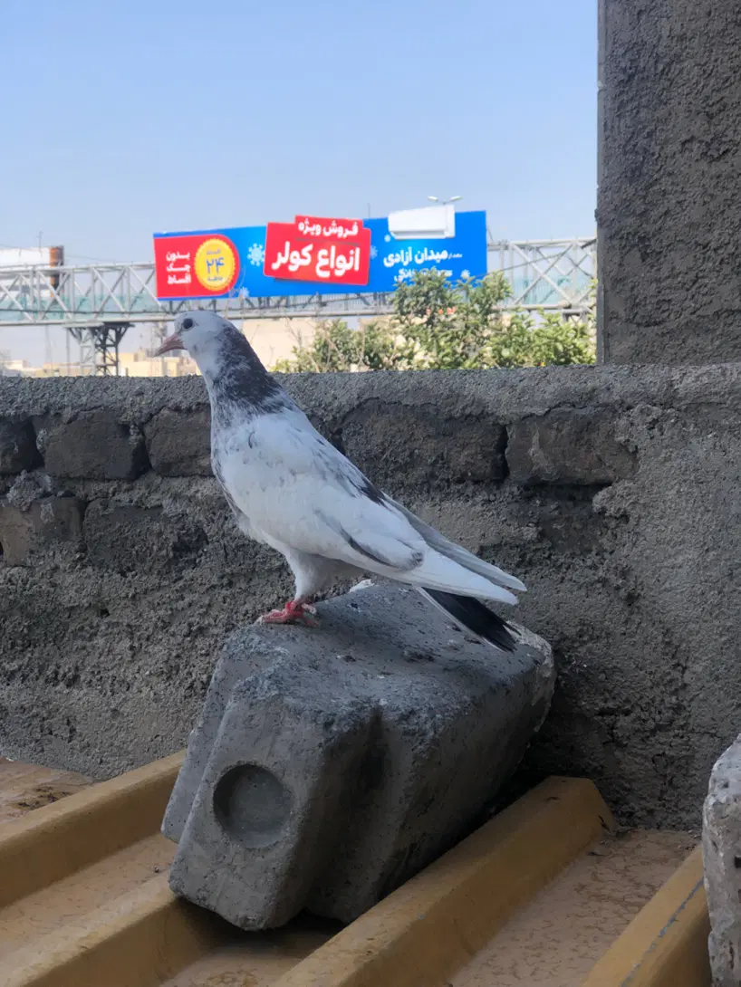 ۲عدد جوجه|پرنده|تهران, استقلال|دیوار