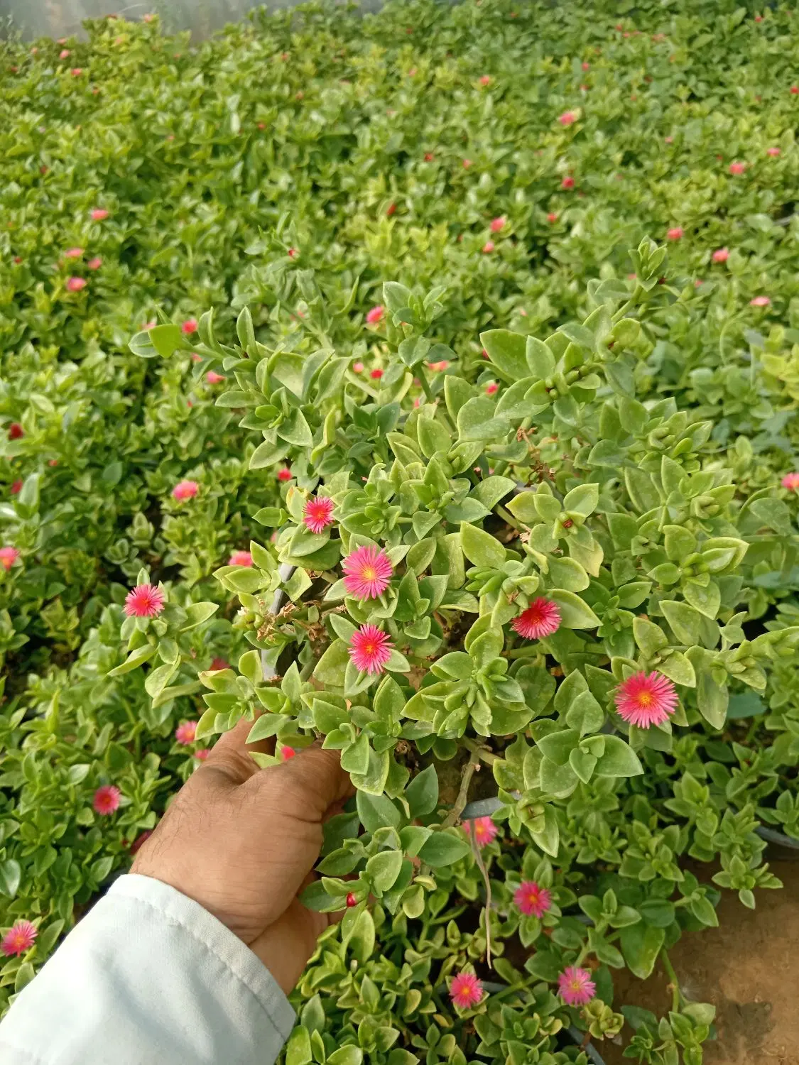 گل یخ|گل و گیاه طبیعی|مشهد, اسماعیل آباد|دیوار