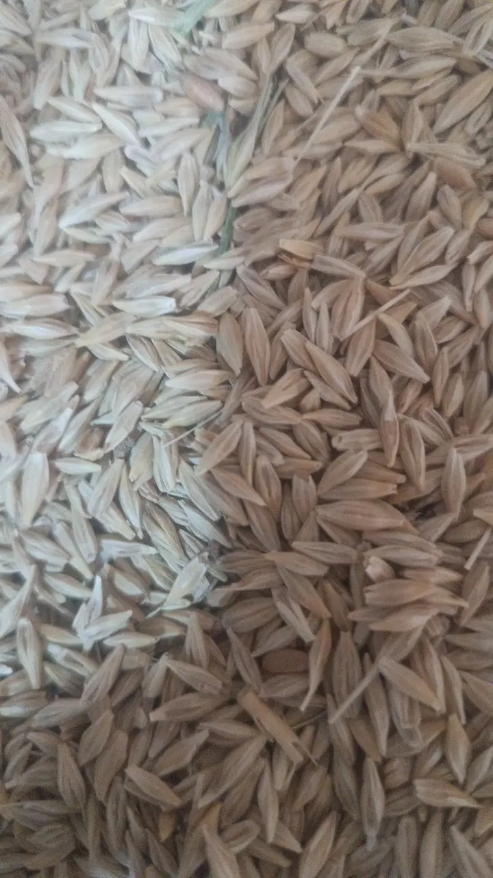 جو بذری|عمدهفروشی|کرمان, |دیوار