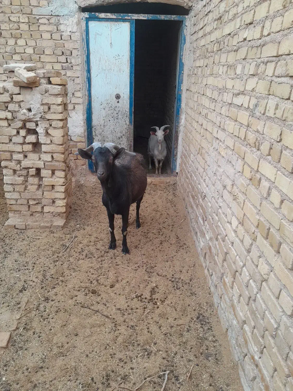 نر بز|حیوانات مزرعه|اردکان, |دیوار