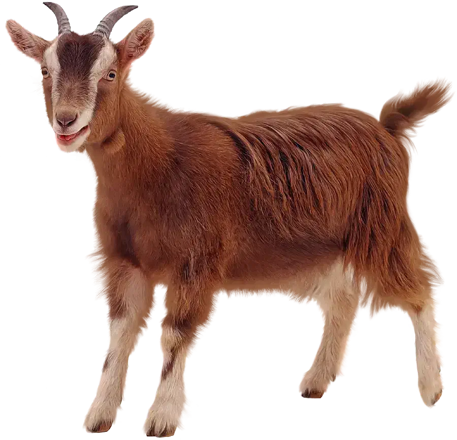 بزغاله نر|حیوانات مزرعه|نیشابور, رحمت آباد|دیوار