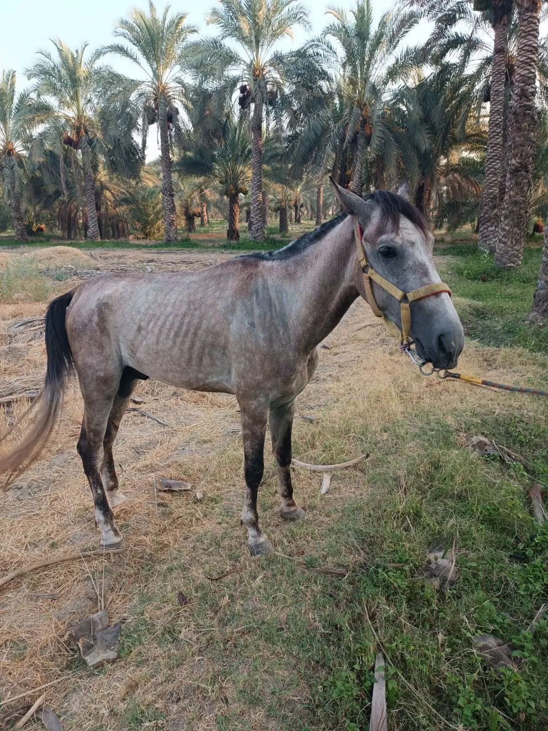 اسب|اسب و تجهیزات اسب‌سواری|منوجان, |دیوار